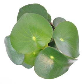 Peperomia Raindrop - Peperomia raindrop - Willemse