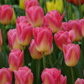 7 Tulipes Triomphe Tom Pouce - Willemse