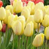 10 Tulipes Darwin Golden parade - Willemse