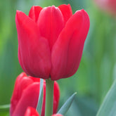 10 Tulipes Triomphe Ile de France - Willemse