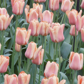 10 Tulipes Triomphe Apricot Foxx - Willemse