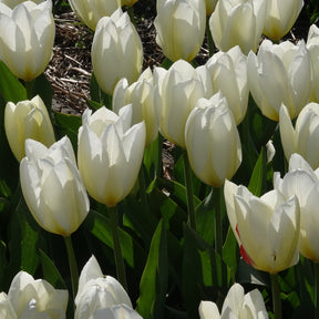 Tulipe - 10 Tulipes Fosteriana Purissima - Tulipa 'purissima'