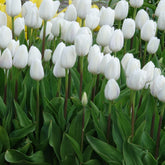 7 Tulipes Triomphe Royal Virgin - Willemse