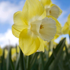 5 Narcisses à grande couronne Avalon - Willemse