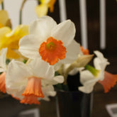 5 Narcisses Skype - Willemse