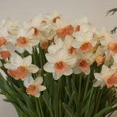 5 Narcisses Iwona - Willemse