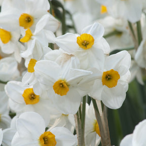 5 Narcisses Geranium - Willemse