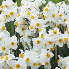 5 Narcisses Geranium - Narcissus 'geranium' - Willemse