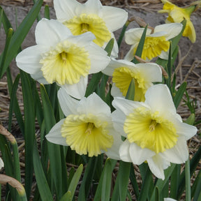 5 Narcisses à grande couronne Ice follies - Willemse
