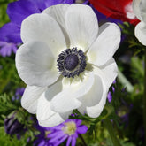 Anémones coronaria The Bride - Anemone coronaria 'the bride' - Plantes