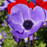 Anémones coronaria bleues - Willemse