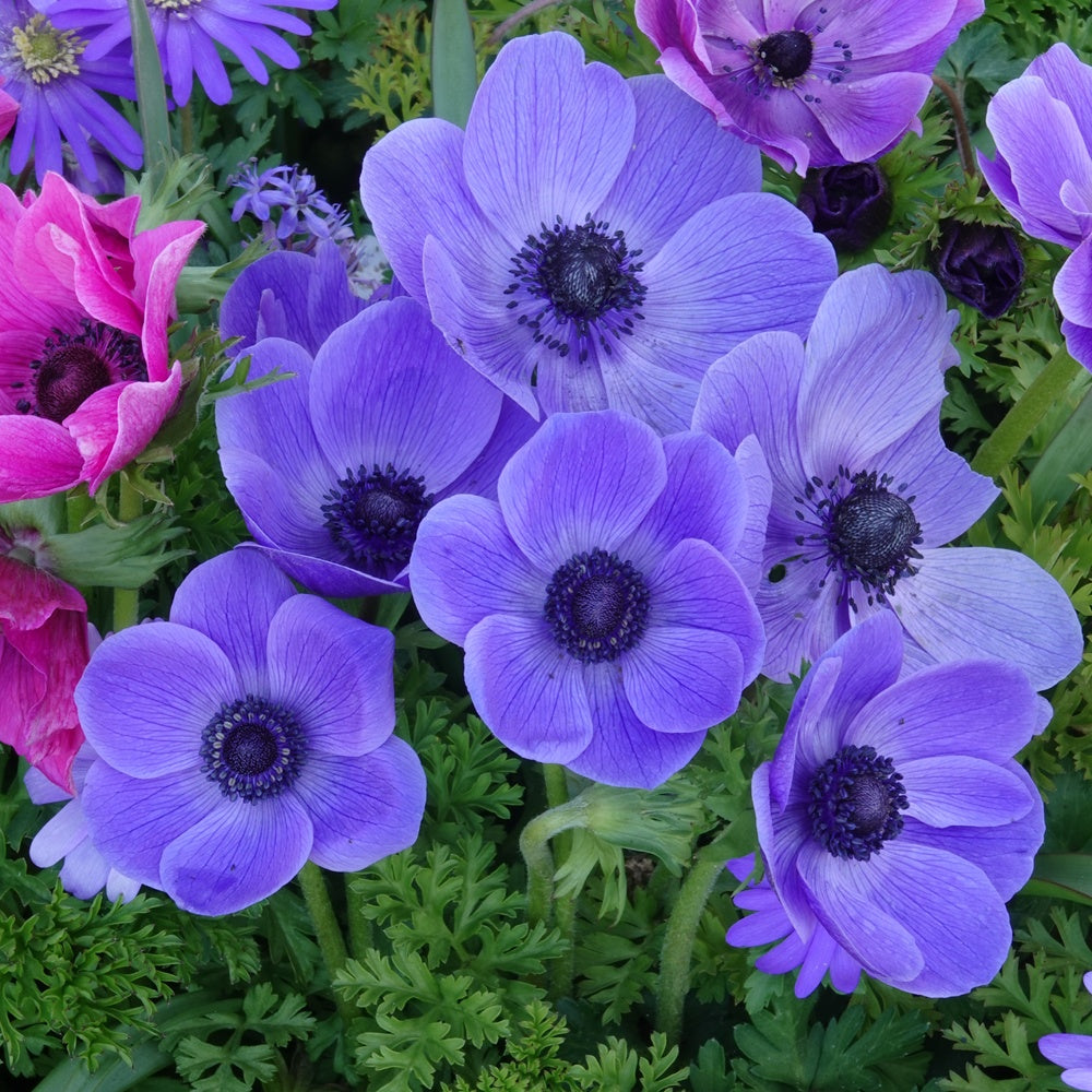 Anémones coronaria bleues - Anemone 'm.fokker' - Bulbes à fleurs