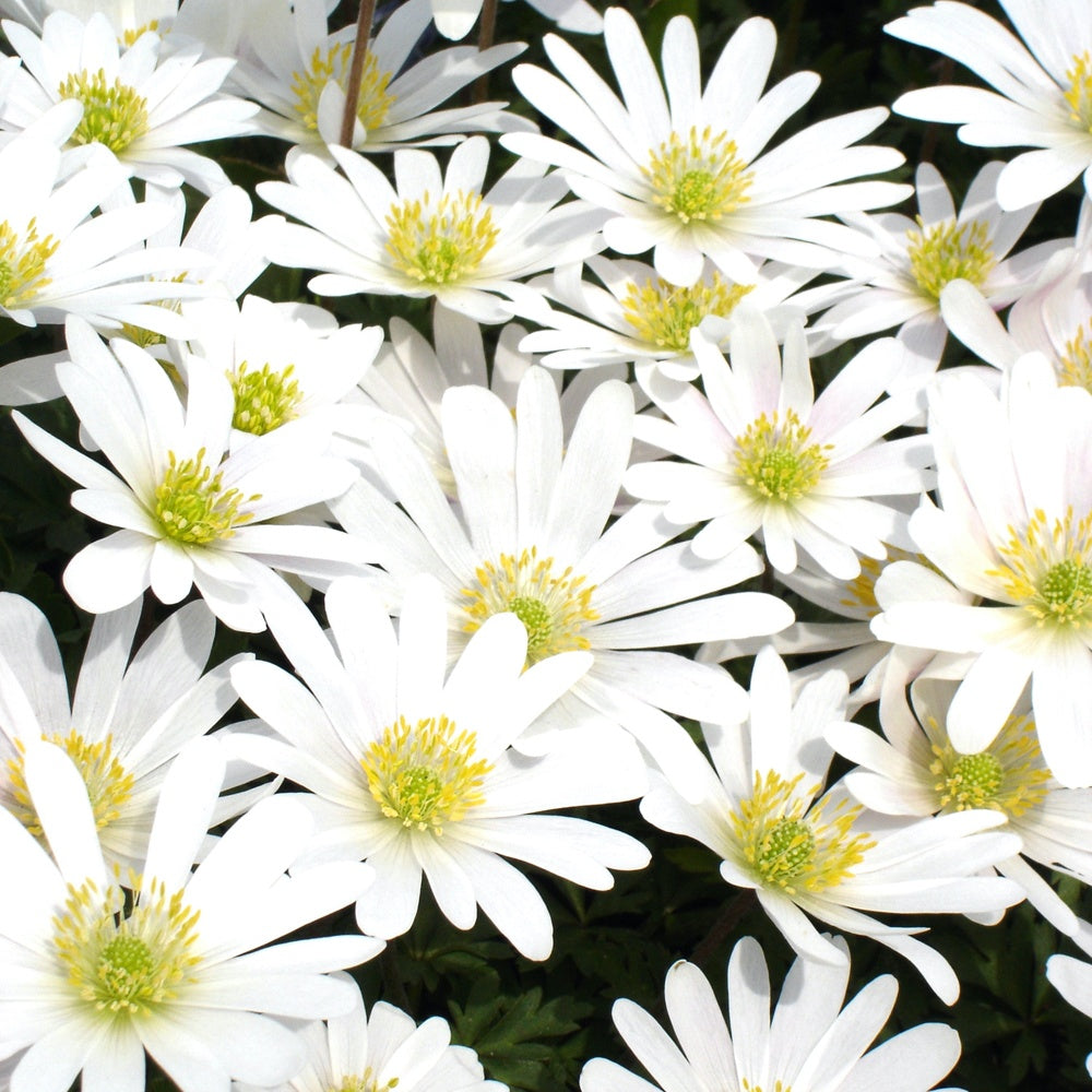 10 Anémones de Grèce White splendour - Anemone 'white splendour' - Plantes
