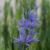 3 Camassies de Leichtlin à fleurs bleues - Willemse