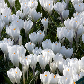 10 Crocus à grandes fleurs Jeanne d'Arc - Crocus 'jeanne d'arc' - Bulbes à fleurs