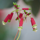 10 Clochettes sanguines - Willemse