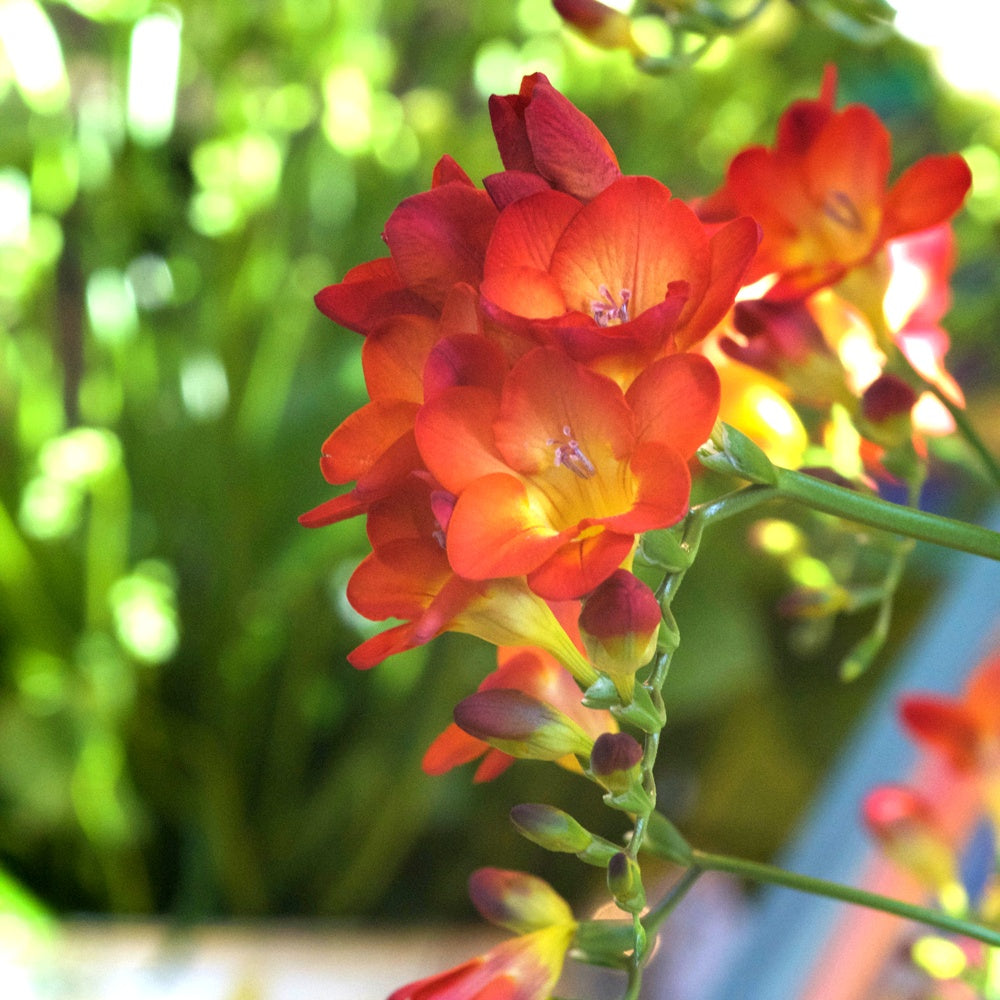 15 Freesia Simple Rouge - Freesia 'red' - Plantes