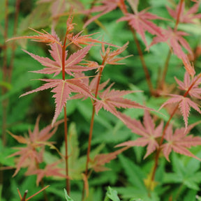 Erable du Japon - Erable du Japon Phoenix - Acer palmatum phoenix
