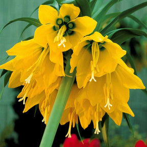 Couronne impériale jaune - Willemse