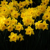5 Narcisses Dutch Master - Willemse