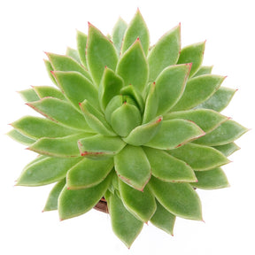 Echeveria agavoides - Echeveria agavoides - Echeveria