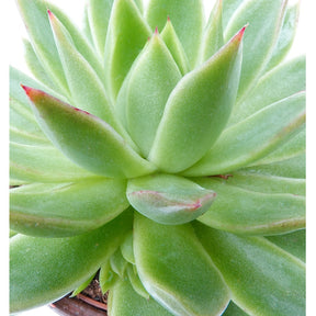 Echeveria agavoides - Echeveria agavoides