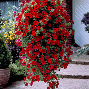 3 Pétunias retombants rouges - Petunia - Pétunias