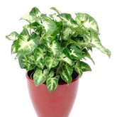 Syngonium Pixie - Willemse