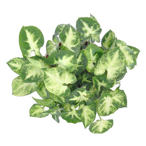 Syngonium pixie - Syngonium Pixie - Syngonium