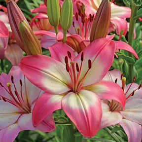 Lis asiatiques Levi - Lilium 'levi' - Willemse