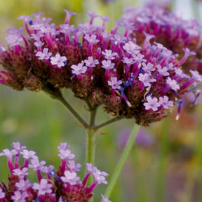 Verveine de Buenos Aires - Verbena bonariensis