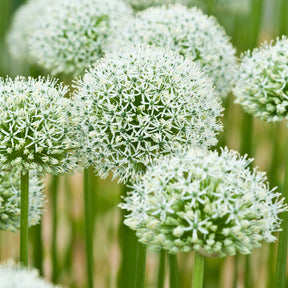Allium stipitatum mount everest - 2 Alliums Mount Everest  - Allium