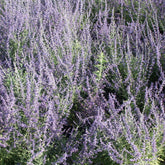 Perovskia atriplicifolia Blue spire