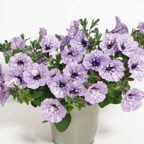 3 Pétunias Lavender Sky - Petunia lavender sky