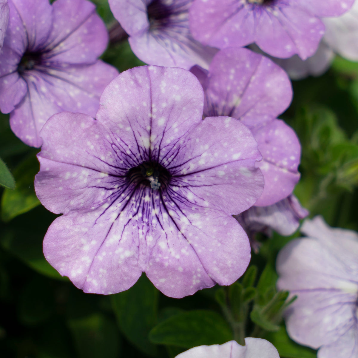 3 Pétunias Lavender Sky - Petunia lavender sky - Pétunias