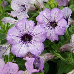 Petunia lavender sky - 3 Pétunias Lavender Sky - Pétunias