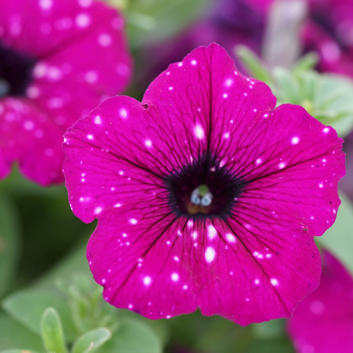 3 Pétunias Royal Sky - Petunia royal sky