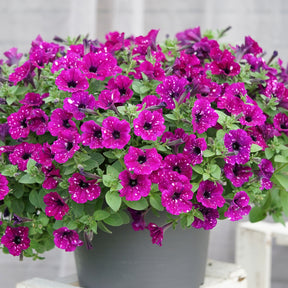 Pétunias - 3 Pétunias Royal Sky - Petunia royal sky