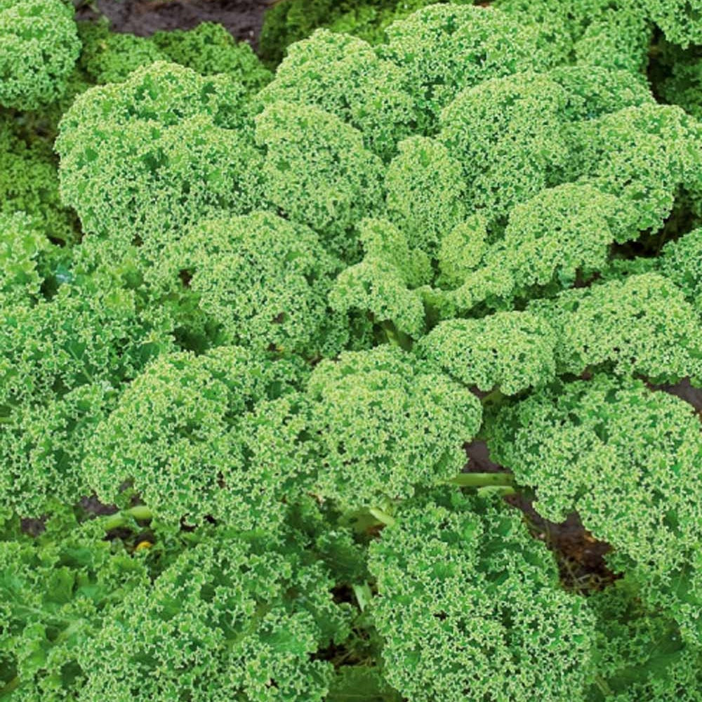 Chou frisé d'automne tardif Westlandse Herfst Kale - Brassica oleracea sabauda westlandse herfst kale - Choux frisés kale