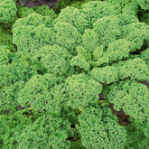 Chou frisé d'automne tardif Westlandse Herfst Kale - Willemse