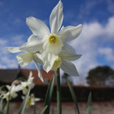 7 Narcisses Thalia - Willemse