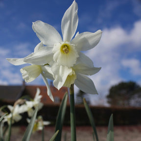 7 Narcisses Thalia - Willemse