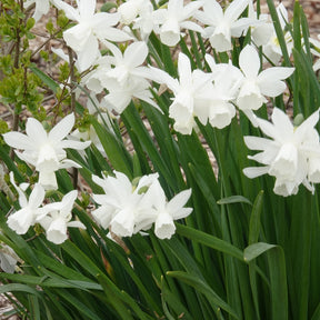 7 Narcisses Thalia - Narcissus 'thalia' - Willemse