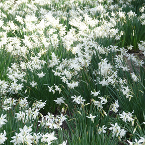 Narcissus 'thalia' - 7 Narcisses Thalia - Narcisse