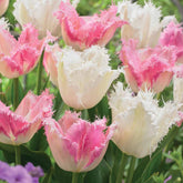 Collection de 20 Tulipes Huis ten Bosch et Noordeinde - Willemse