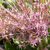 5 Alliums Schubertii - Willemse