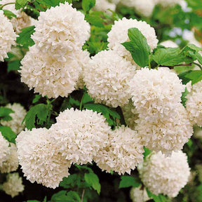 Vente Viorne Boule de neige - Viburnum opulus Roseum