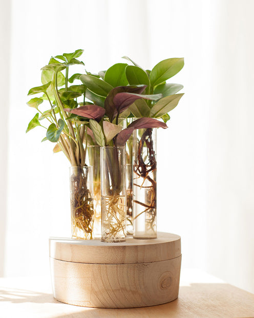 9 Plantes hydroponiques en mélange + 6 vases en verre - Stekmix New York glas 3st - Plantes