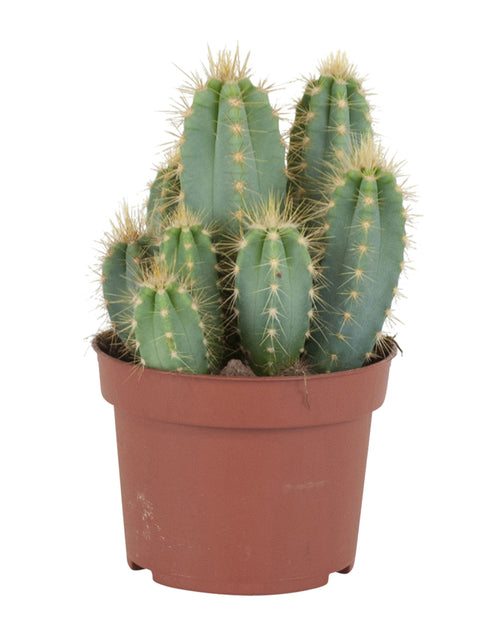 Cactus Pilosocereus Azureus - Pilosocereus azureus - Plantes d'intérieur