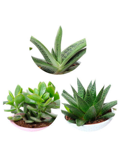 Collection de 3 succulentes - Crassula 'minova magic', gasteria 'flow', gasteria 'little warty' - Plantes d'intérieur